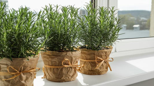 Rosemary Plants In India