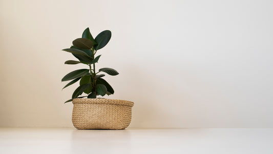 Rubber Plant Care - Know Types, Maintenance Tips, and Benefits
