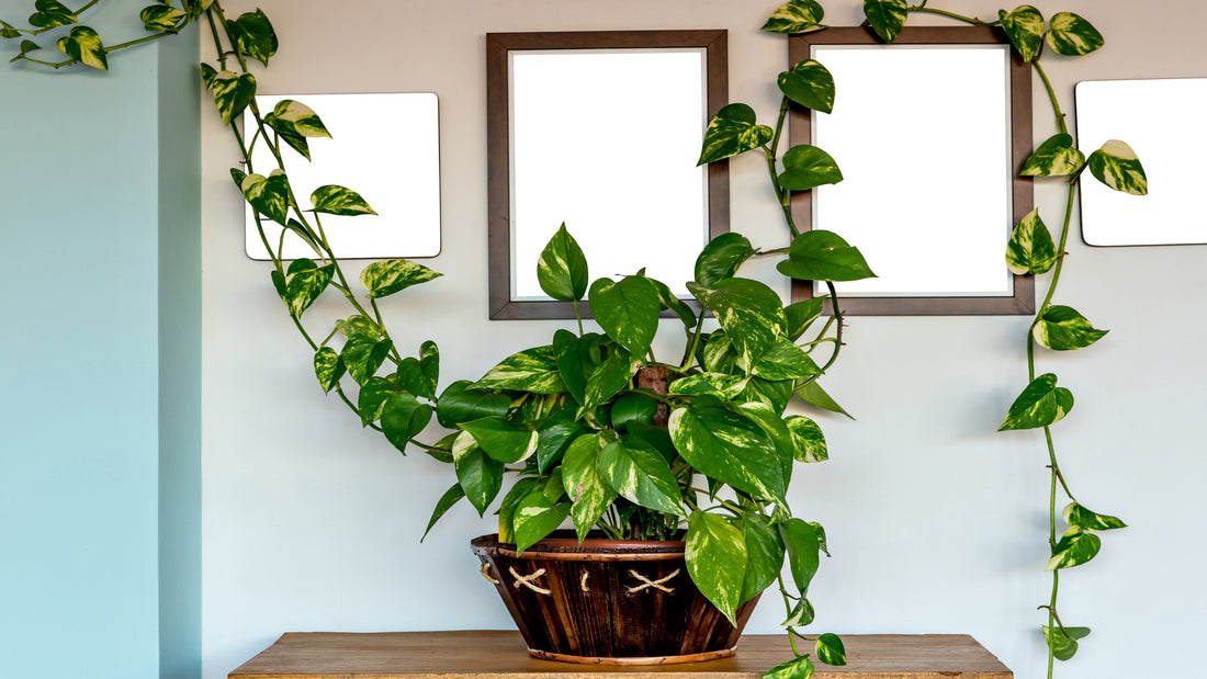 10 Different Types of Money Plants For Good Vibes