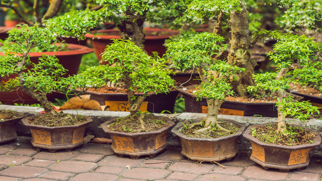 Bonsai Plants Maintenance Tips