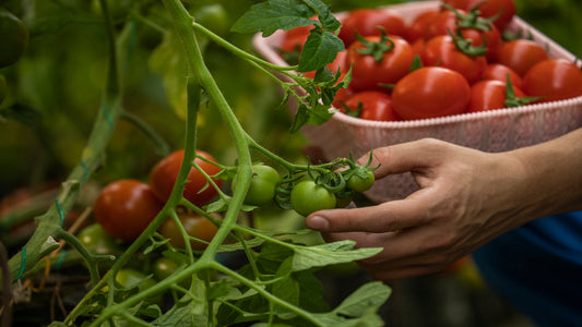 Top 10 Tips For Growing Tomato Varieties at Home