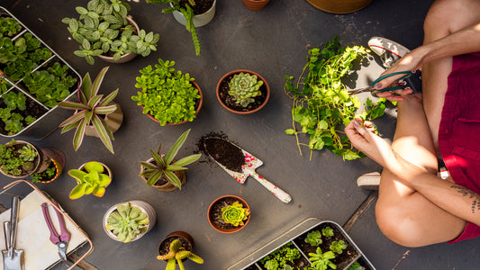 Best Tips For Choosing Healthy Plants For Your Garden