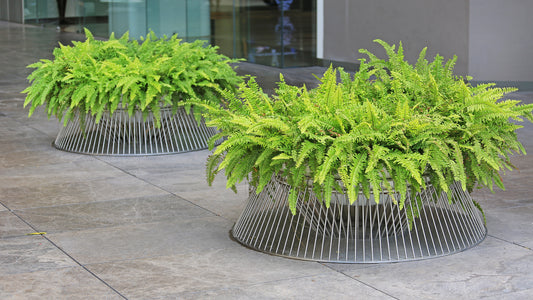 Top 10 Tips For Boston Fern Care and Growth