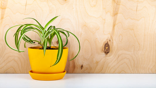  Top Tips To Grow And Care For Spider Plants