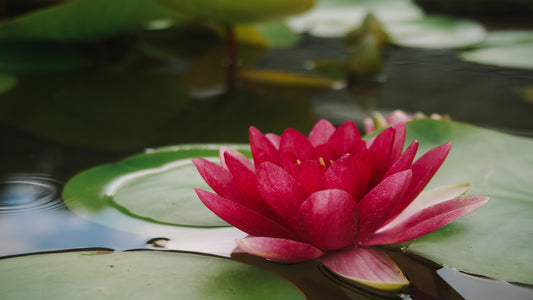 Top 10 Lotus Flowers - Most Beautiful Varieties Of Lotus Flowers