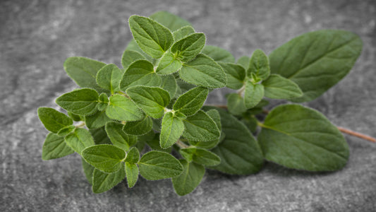 What Are The Health Benefits of Oregano Plants