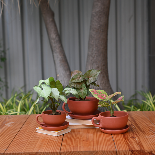 Terracotta Tea Cup Pot with Tray for Plants