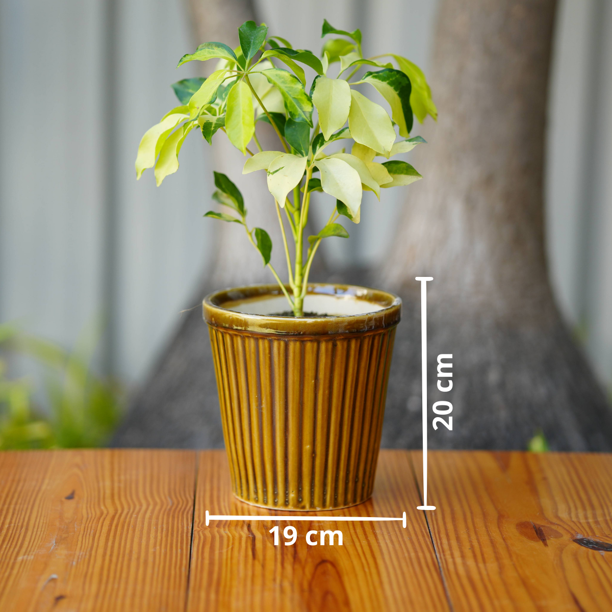 Vertical Ribbed Ceramic Planter- Mustard Yellow