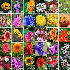 Flare Seeds India's Most Popular Flower Seeds- Pack of 30