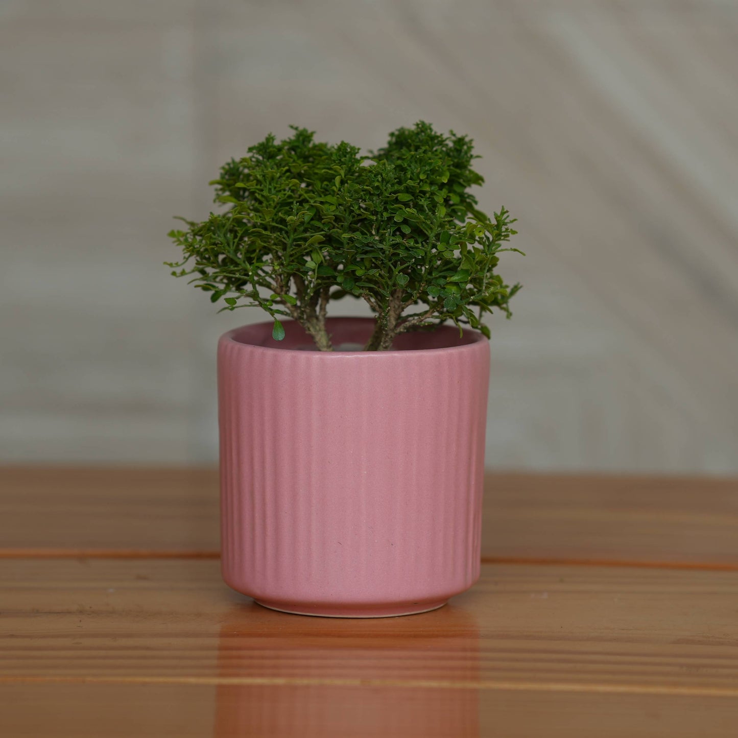 Ceramic Round Vertical Stripes Planter/Pot For Plants