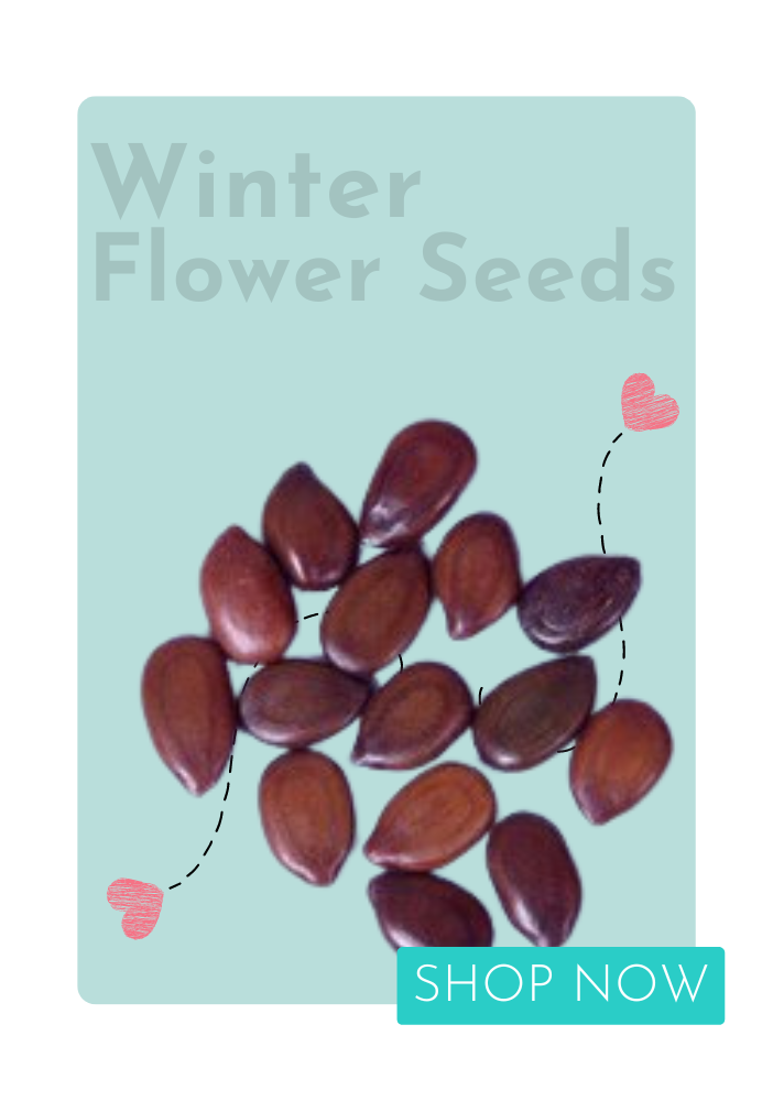 Winter Flower Seeds
