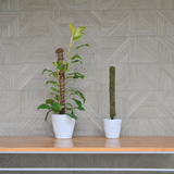 Moss Stick | Moss Stick for Money Plant| Moss Stick for Climbing Indoor Plants- Set of 2