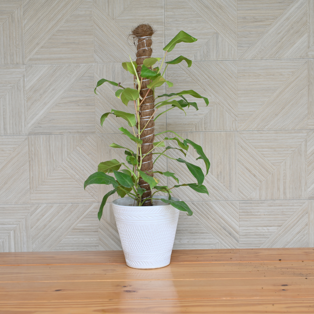 Moss Stick | Moss Stick for Money Plant| Moss Stick for Climbing Indoor Plants- Set of 2