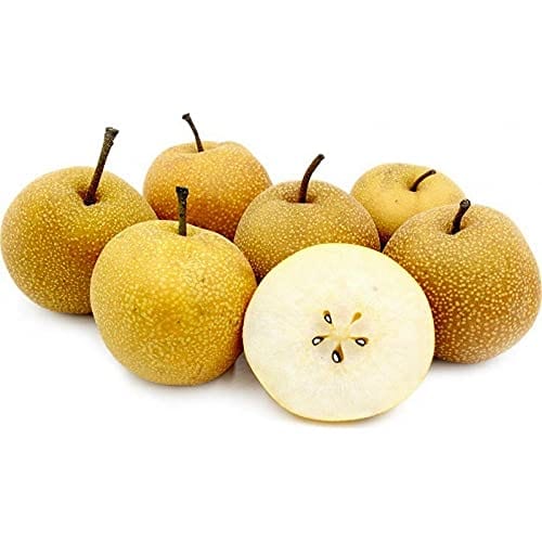 RPG Rare Pear Fruit Seed "Asian Pear" Exotic (20 Seeds)