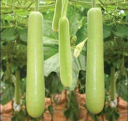 Aero Seeds Long Bottle Gourd Vegetable Seeds (30 Seeds)