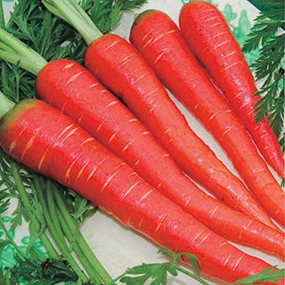 Red Carrot Seeds (50 Seeds)