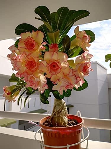 RPG Desert Rose Adenium 10 Seeds Pack - Variety: ADM66