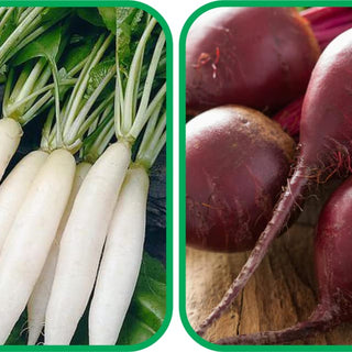 Beetroot (100 Seeds) and Radish Vegetable Seeds (100 Seeds) - Combo Pack