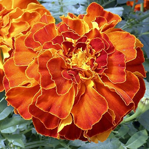 RPG French African Hybrid Marigold Seeds "Zenith Red" (50 Seeds)