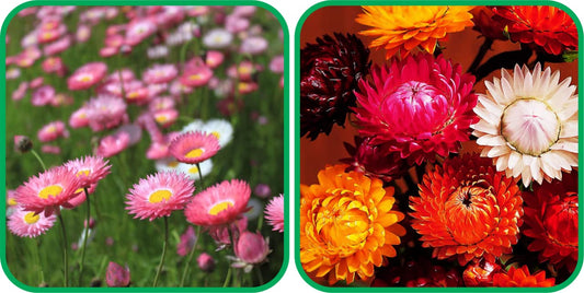 Aero Seeds Helichrysum Mix Colour (50 Seeds) and Acroclinium Mix Colour Seeds (50 Seeds) - Combo Pack