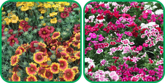 Aero Seeds Dianthus Mix Colour (50 Seeds) and Gaillardia Aristata Mix Colour (50 Seeds) - Combo Pack