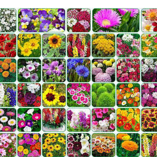 Flowering Plant Seeds (40 Varieties) - Combo Pack