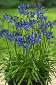Paudhshala Agapanthus Blue Seed Bulb