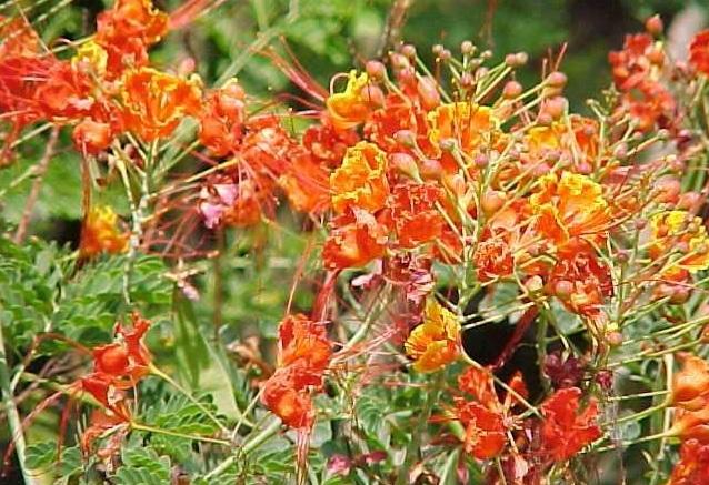 Paudhshala Caesalpinia Pulcherrima/Peacock Flower Seeds