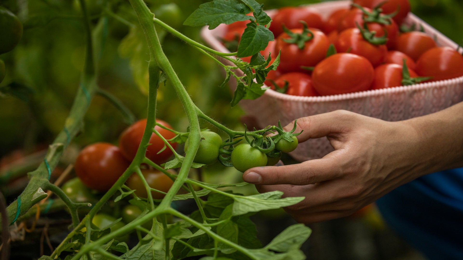 Top 10 Tips For Growing Tomato Varieties at Home – Plantlane