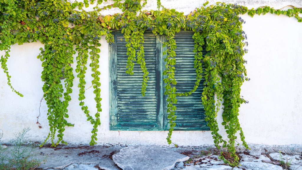 Wall climbing plants discount