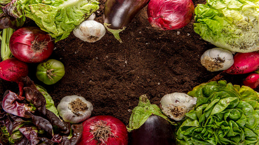 Growing Organic Vegetables in Garden