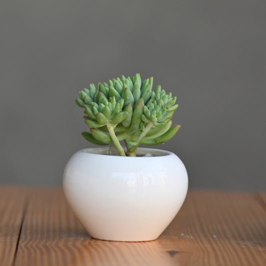 Ceramic Mini Apple Shape Pot