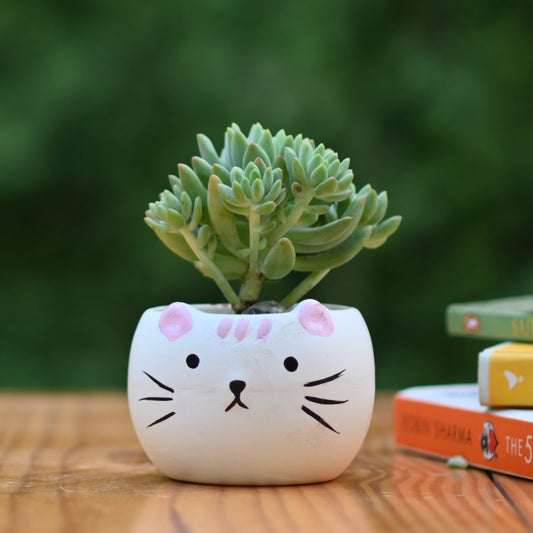 Ceramic Kitty Cat Pot/Planter