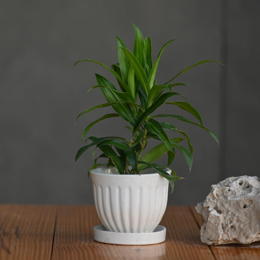 Ceramic Small Gamla Pot/ Planter