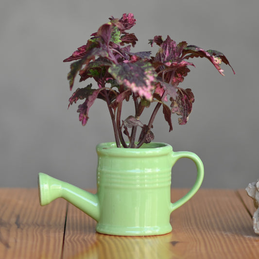 Ceramic Band Watering Can Pot