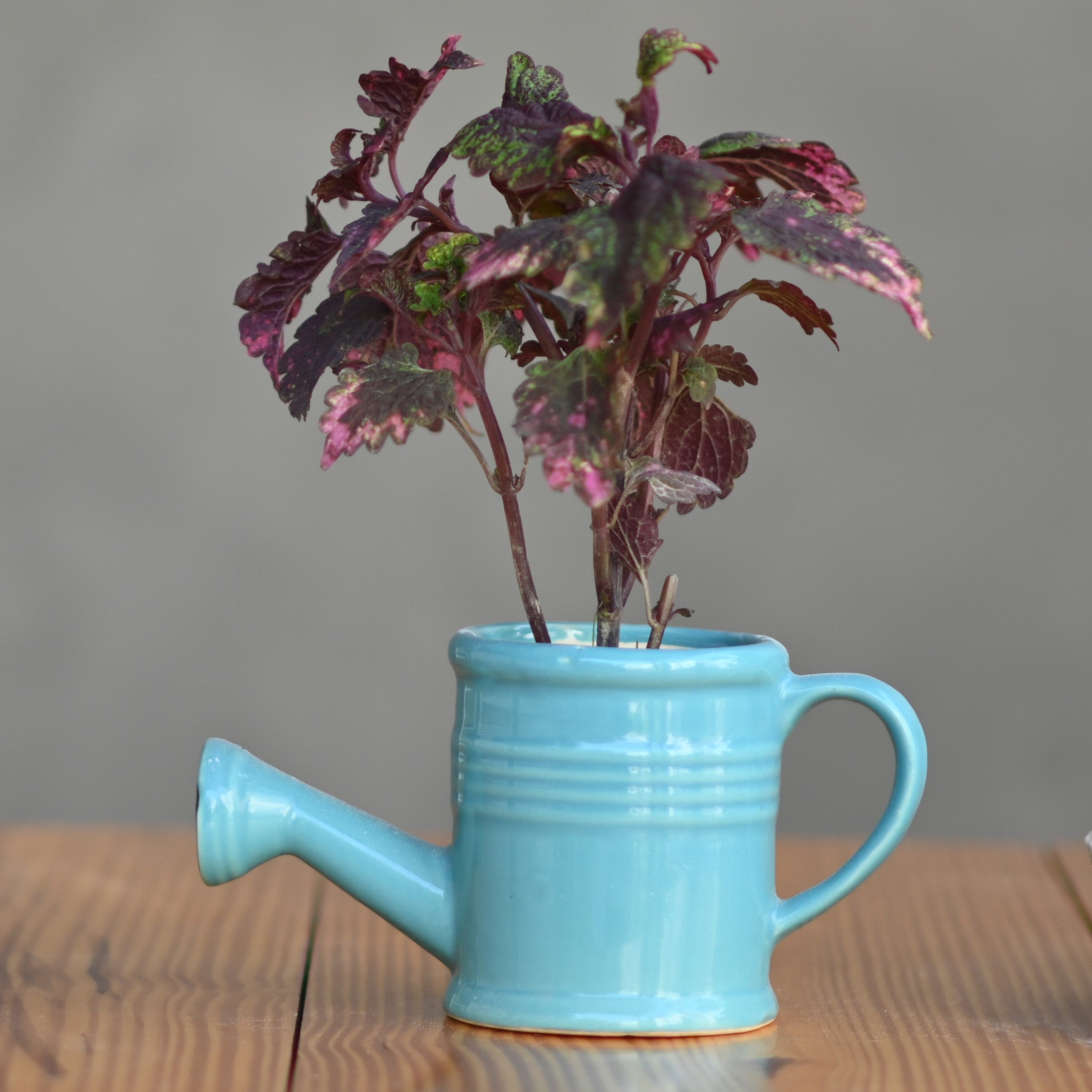 Ceramic Band Watering Can Pot