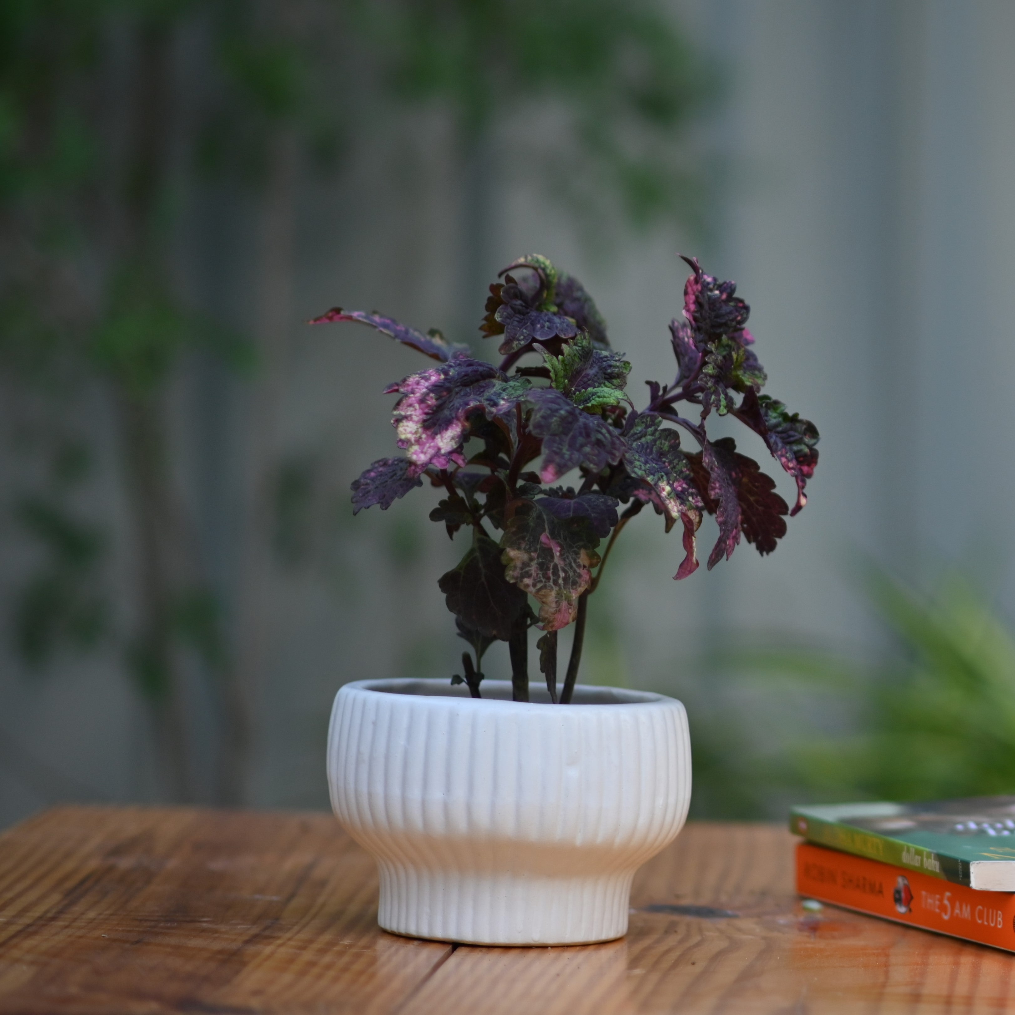 Ceramic Fruit Bowl Pot For Plants