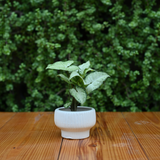 Ceramic Fruit Bowl Pot For Plants