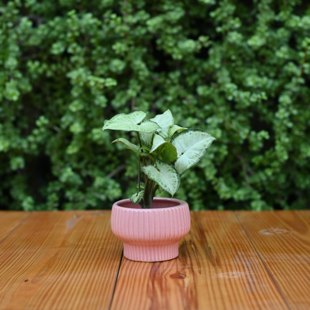 Ceramic Fruit Bowl Pot For Plants