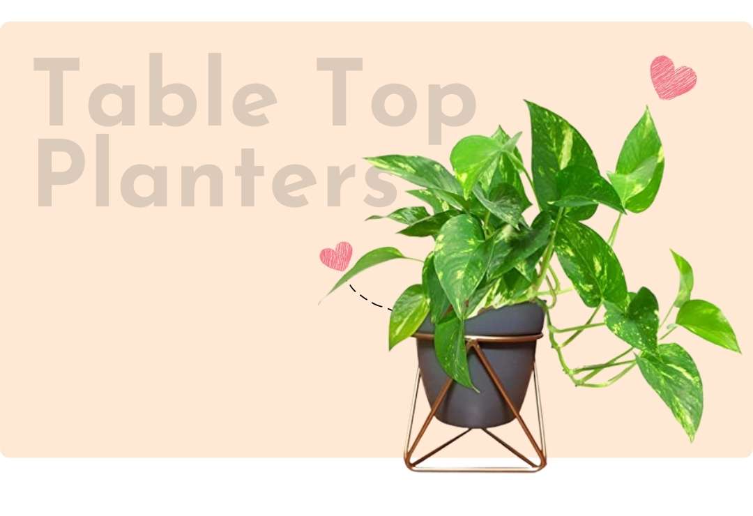 Table Top Planters