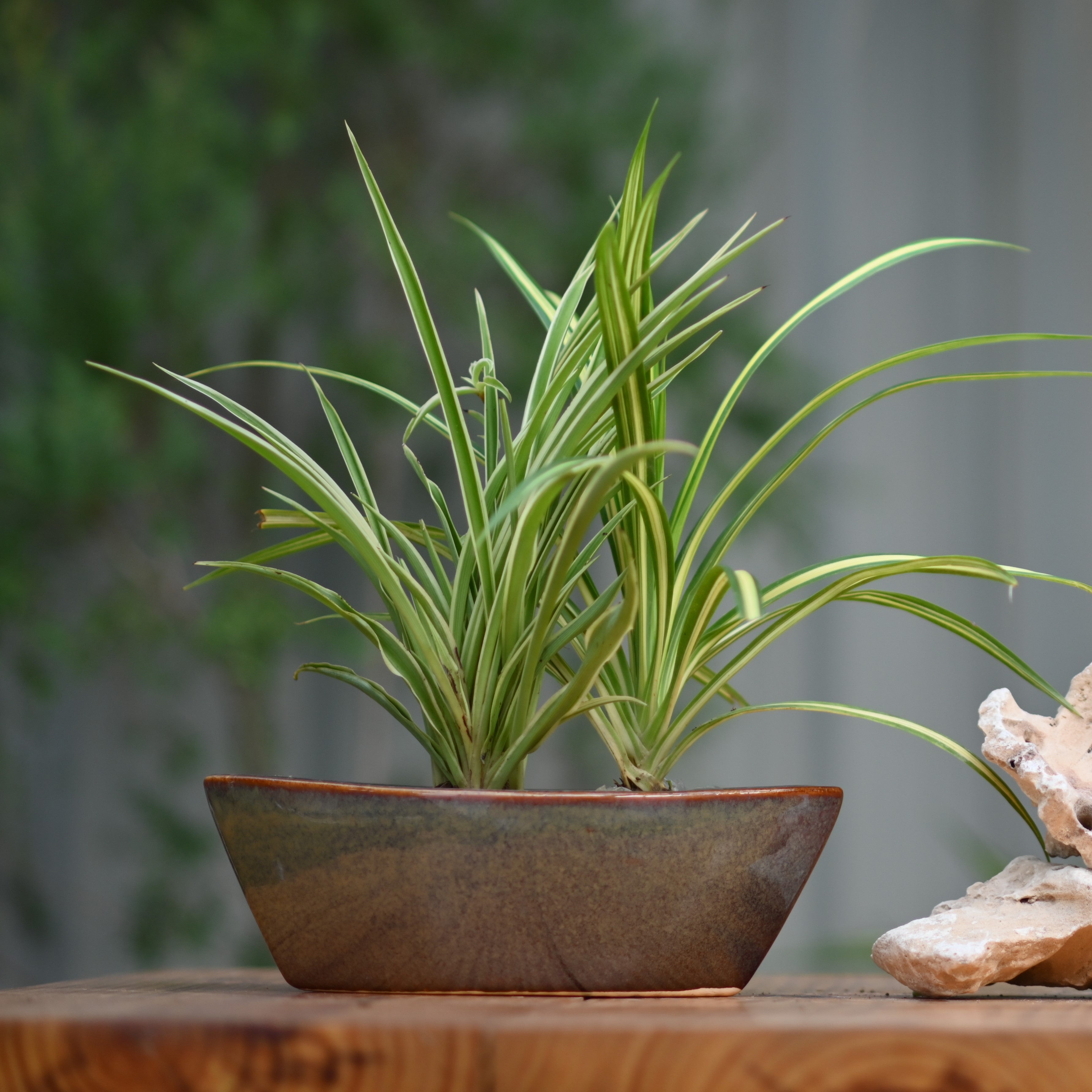 Ceramic Yatch Bonsai Pot For Plants