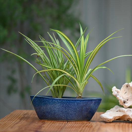 Ceramic Yatch Bonsai Pot For Plants