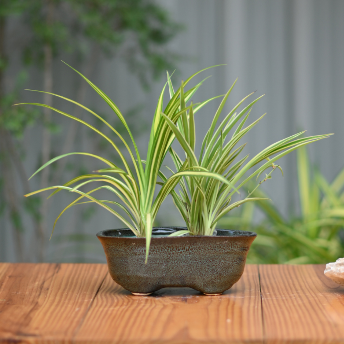 Ceramic Bonsai Oval Pot For indoor/Outdoor