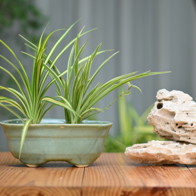 Ceramic Bonsai Oval Pot For indoor/Outdoor