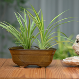 Ceramic Bonsai Oval Pot For indoor/Outdoor