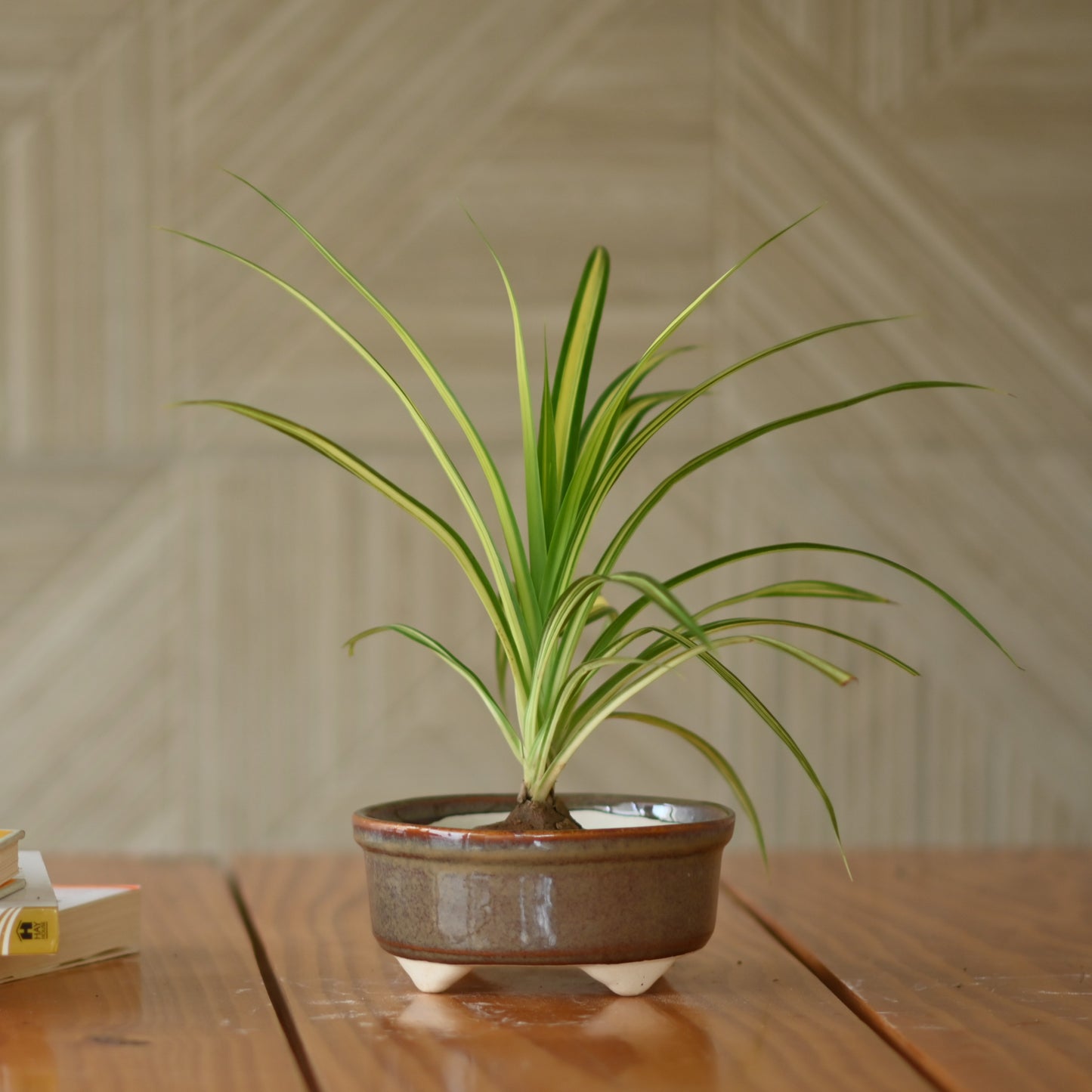 Ceramic Mini Bonsai Bowl Pot