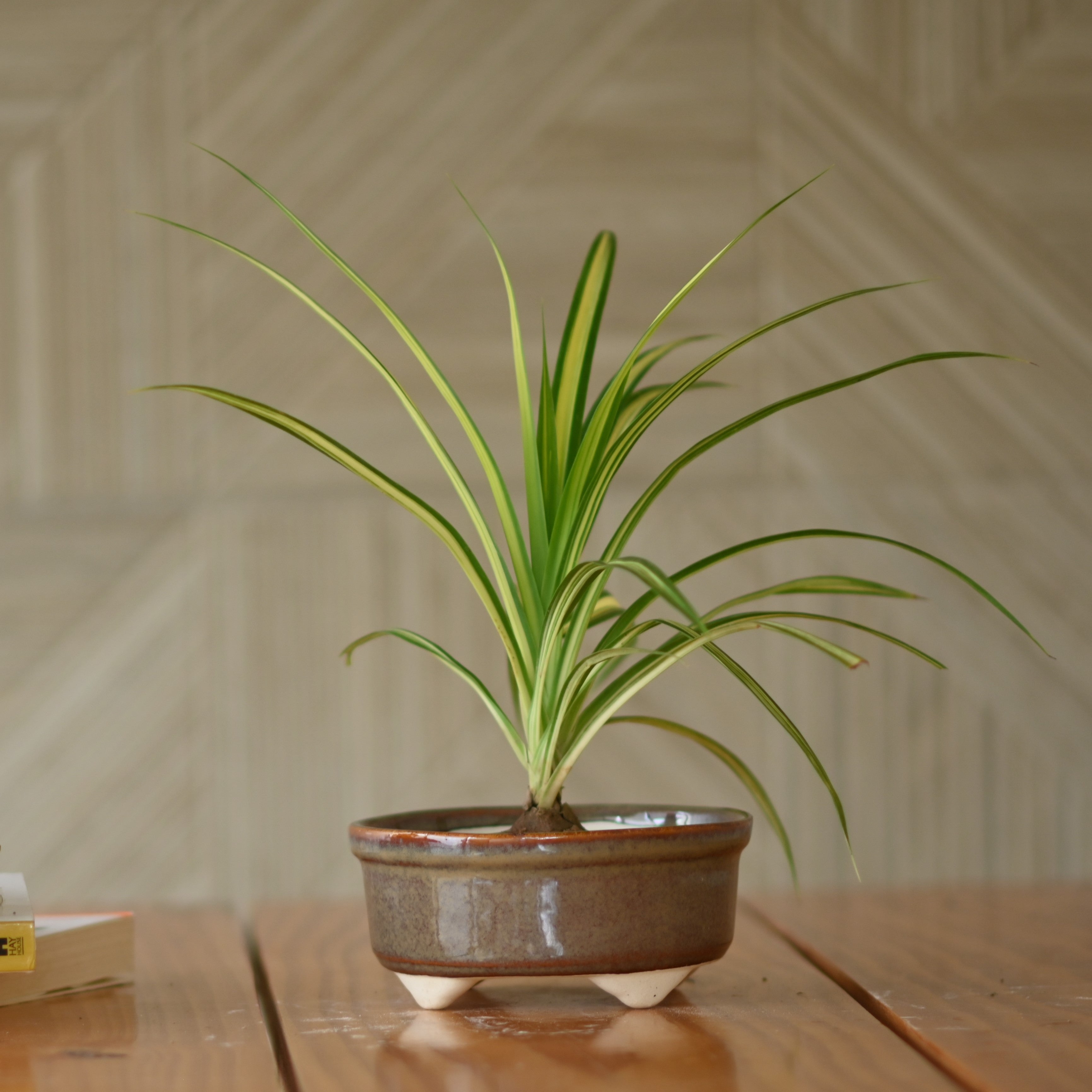 Ceramic Mini Bonsai Bowl Pot