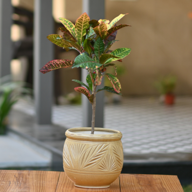 Ceramic Dholak Pot Leaf Pattern (Cream)