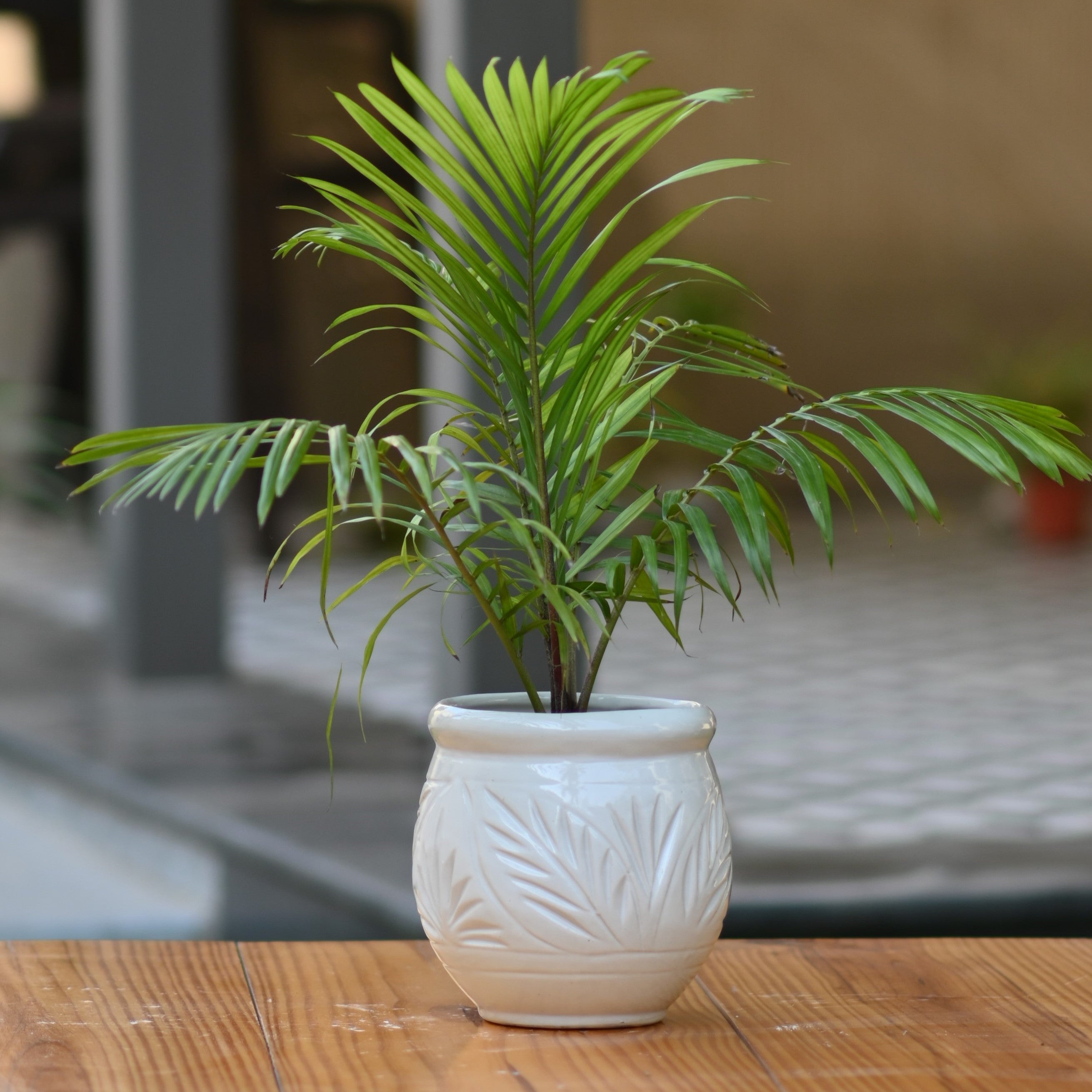 Ceramic Dholak Pot Leaf Pattern (White)