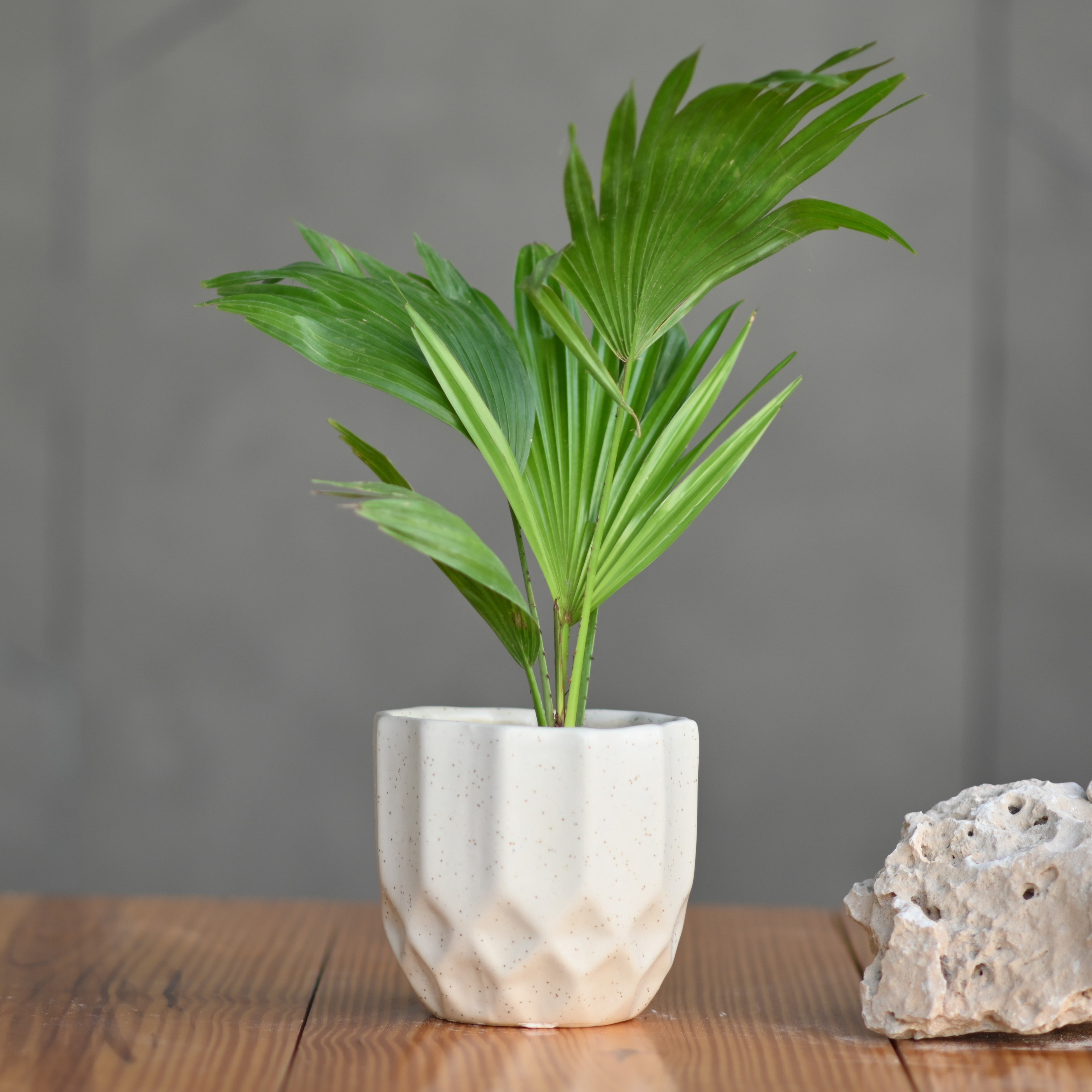 Ceramic Octa Pot/Planter For Plants